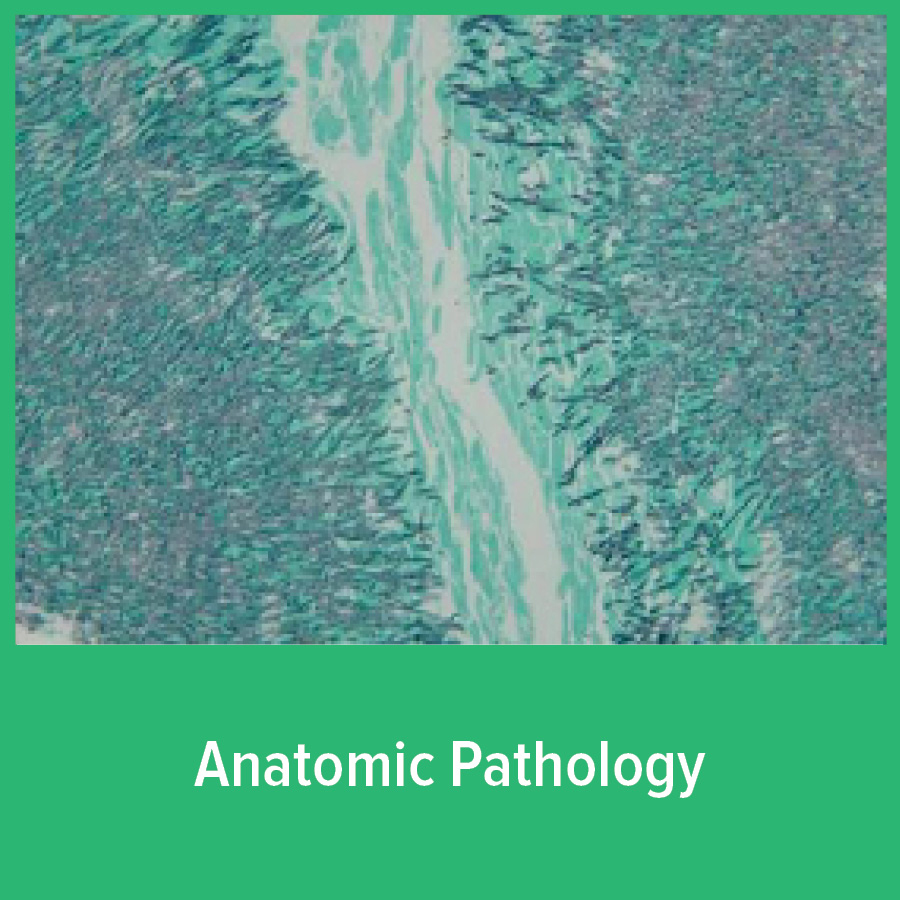 anatomical pathology anatomical pathology