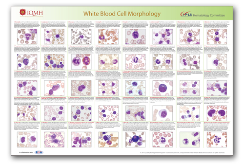 Cell Morphology Chart
